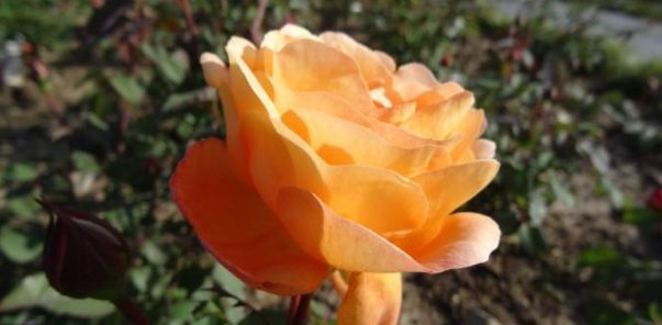 喜欢菊花,不如养盆“精品玫瑰”金辉玫瑰,像个完美的花中仙女