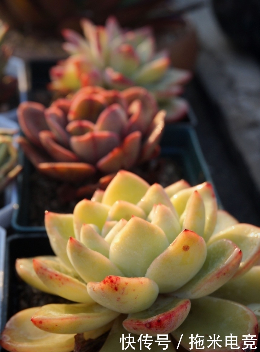 春天，去天台赏肉