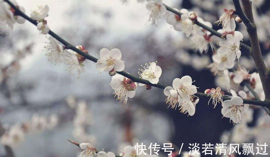 李桃&诗人郑谷一首梅花七律,芬芳盈袖,妍胜李桃,离情别绪,魂断楚桥