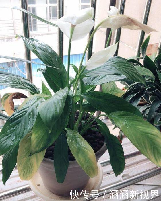 养花|养花浇水是个难题远离''4种水质'',花根不易腐烂化水