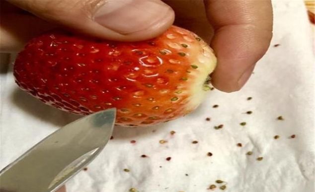 闲下来|人闲下来会做些什么,草莓去籽弱爆了,大米饭排版让人大写的服