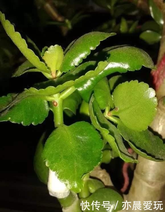 迎刃而解|长寿花不长花苞,那就用这招,问题迎刃而解