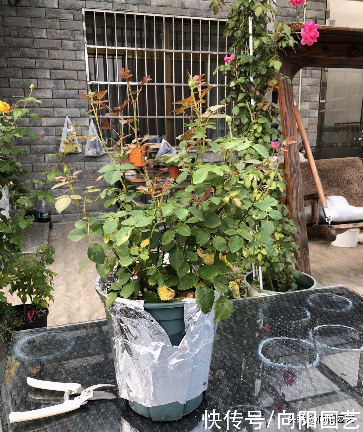 花苞|买的月季幼苗，还带着花苞！咔嚓一刀剪掉，花苞影响生长