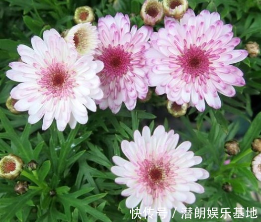 4款典雅的“淑女花”，高端大气上档次，养在客厅美出新天地，艳