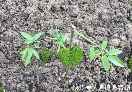 还在养吊兰3种花剪根枝,插土里就能活,半年成花墙,太惊艳了