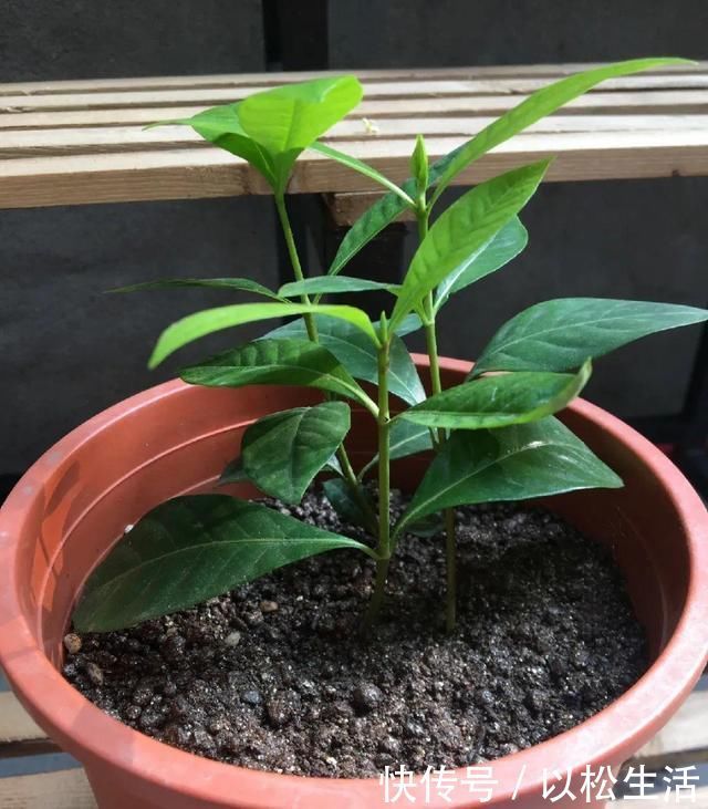 6月，最适合扦插的花，一插就活，大白根冒疯了