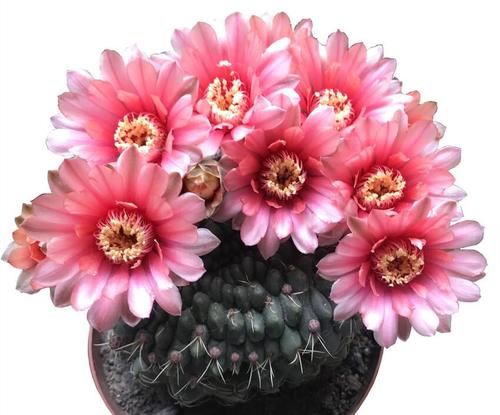 六种花一到夏天就怕闷怕潮湿，要多透风少浇水，不然易腐烂