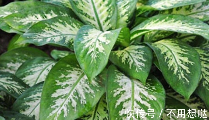 除了绿萝,还有这个植物好养,耐湿耐旱,盆栽皇帝名副其实