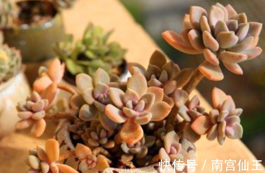 姬胧月|初冬养多肉,有这4款别急着往屋里搬,冻一冻,茎叶更肥美