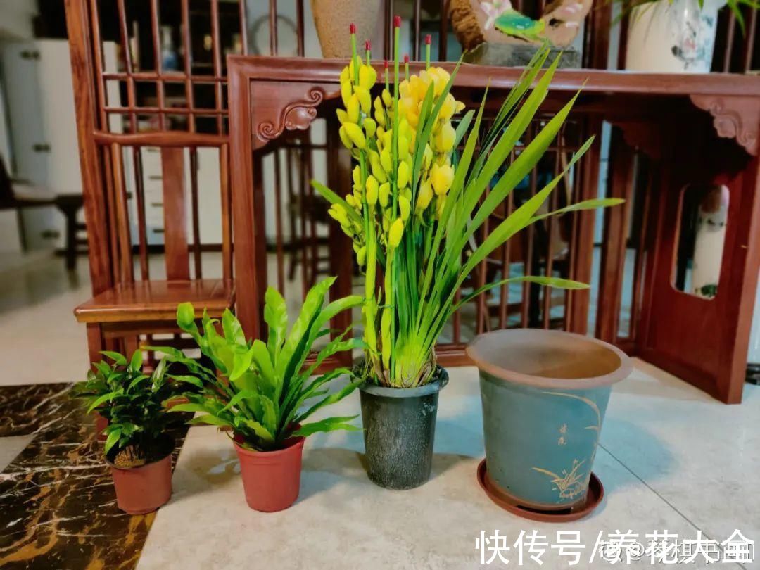 磷酸二氢钾|9种花是“一次性”，年前买、年后扔，不心疼钱吗？