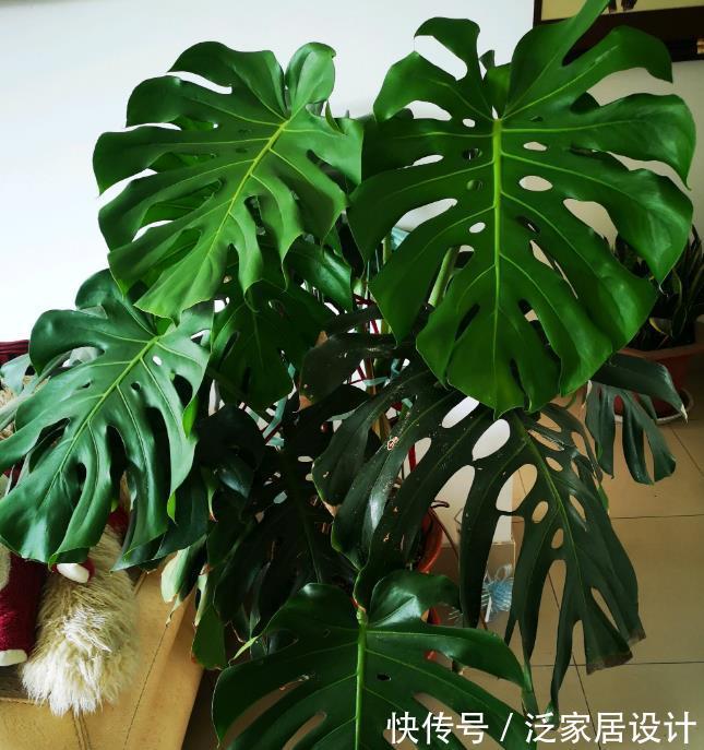 太阳花|8种“漂亮花”,堪称“不死花”,随便养一养,新芽爆满缸