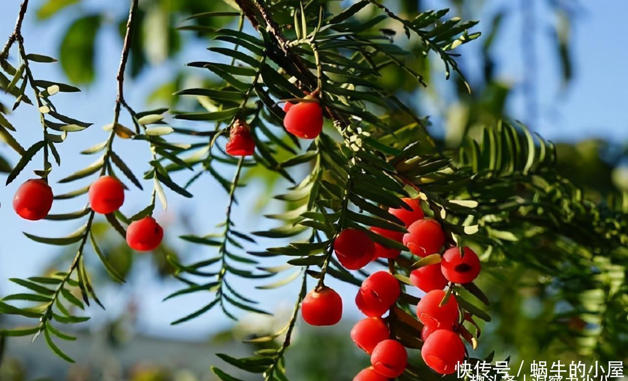 “熊猫”植物红豆杉，价值高价格贵，家里栽一株，美观又大气