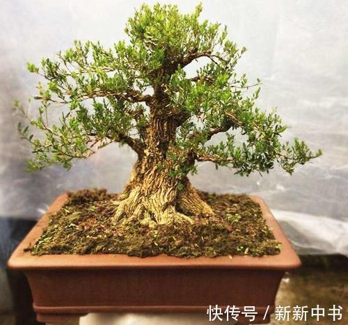 民间地区|民间宅院里,为何很多人钟情于盆景?原因藏在古话里