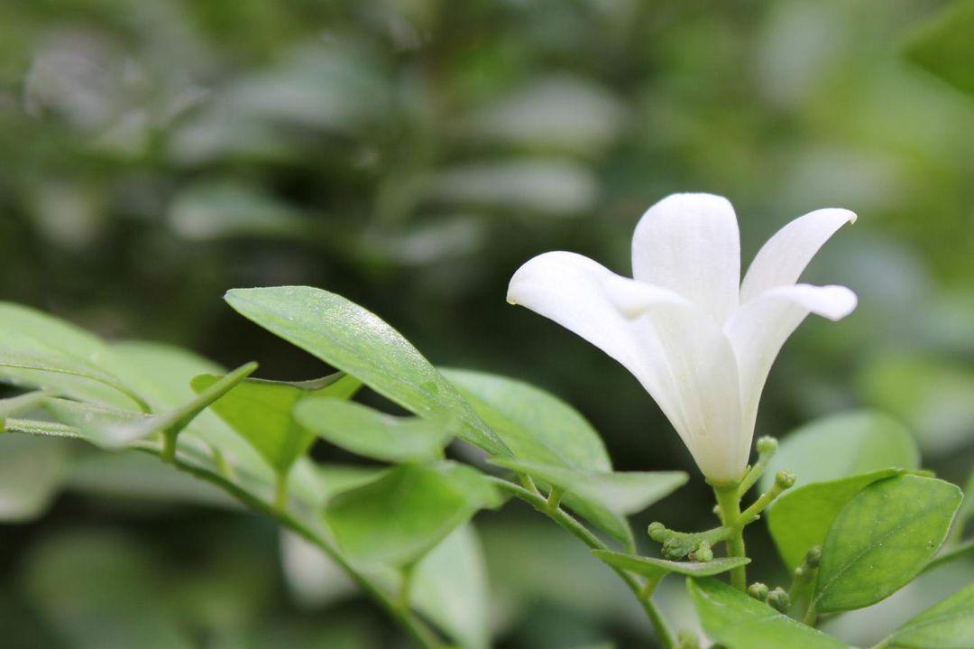 花友|九里香有毒吗?适合在家养吗?