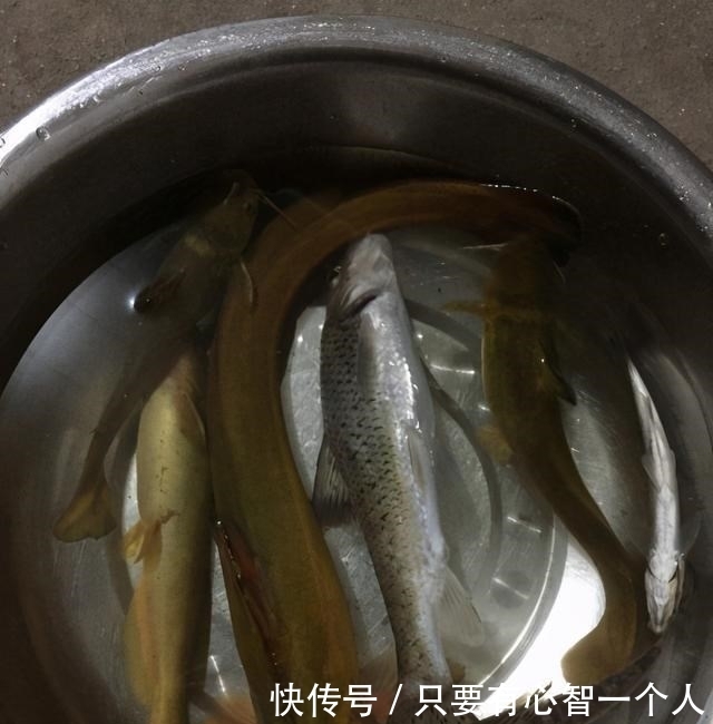 牛尾巴|广西钓友地下河出口钓起许多“奇怪黄辣丁”,最大的四十多公分长