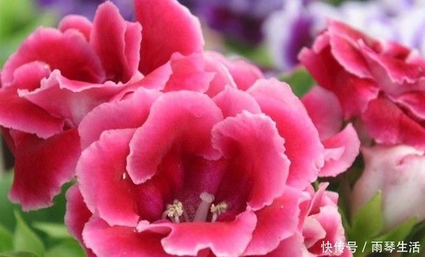 花草匠|新手养花别选“它”,花虽美得惊艳,却比“玫瑰”还难养,别浪费