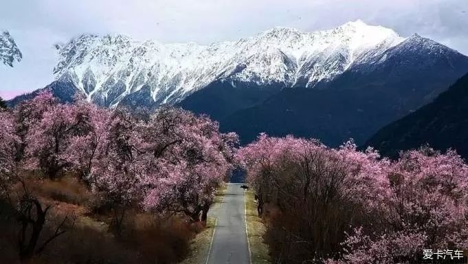 林芝桃花约么？