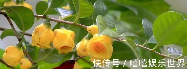 泡水|此茶花为我国独有,被誉为“植物黄金”,通体金黄,有钱难买到!