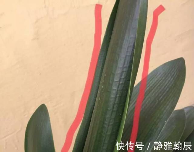 浇水|君子兰长出抽屉叶怎么办直接用刀割成开裆裤恢复吧