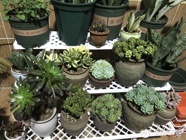 养花总是“烂根”,学会4个“科学”方法,家里绿植“嗖嗖长”