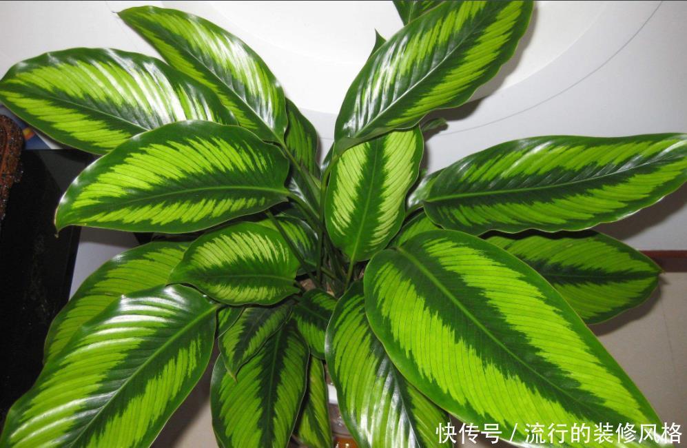 民间七大毒花，别让这些花毁了你的健康