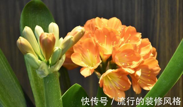 君子兰有3个症状，及时处理，否则花期不开花