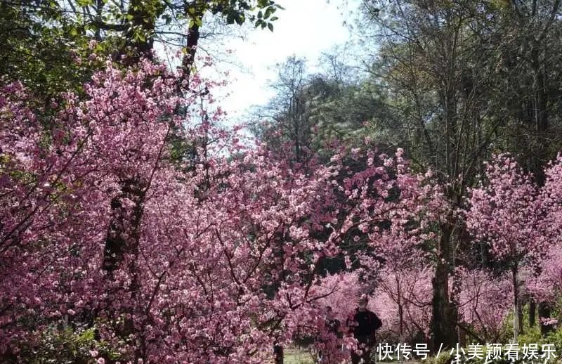 一条街|春城春意浓，西山区赏花正当时