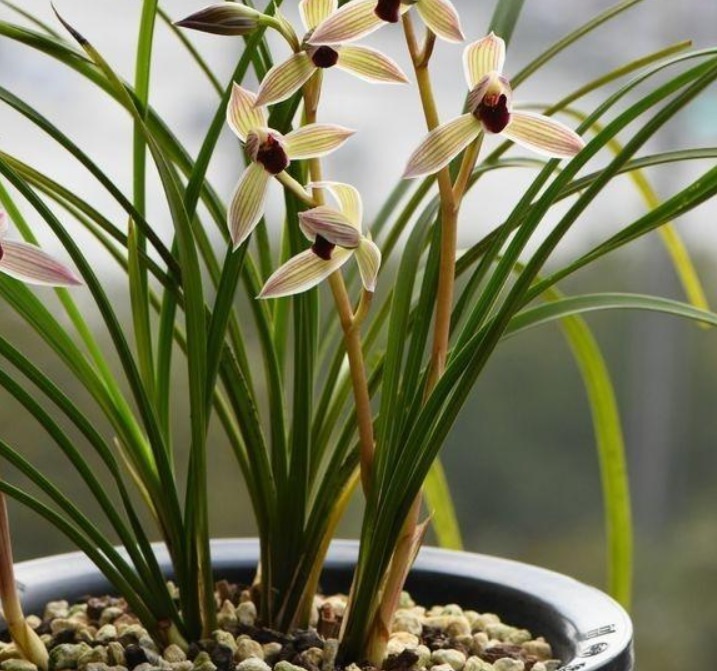 养兰花,不妨试试2种“料”,盆里放一点,叶绿、根壮、花爆盆