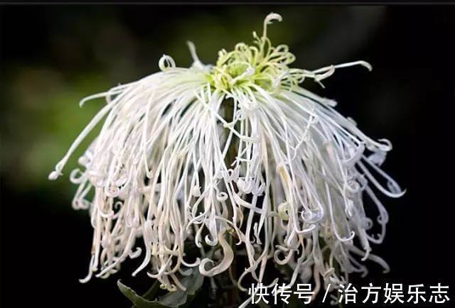 喜欢菊花,不如养盆“菊中珍品”十丈珠帘,花赛月光,娇柔舞魅