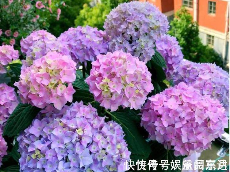 直射光|家里阳台必养此款花卉,便宜还好养,养上10盆也不多!
