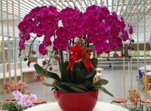 多菌灵粉|蝴蝶兰的养护方法,花大色艳,开出的花朵超漂亮