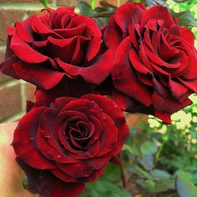 喜欢菊花，那就养“精品玫瑰”黑魔术，如凤凰涅槃，艳丽多姿！