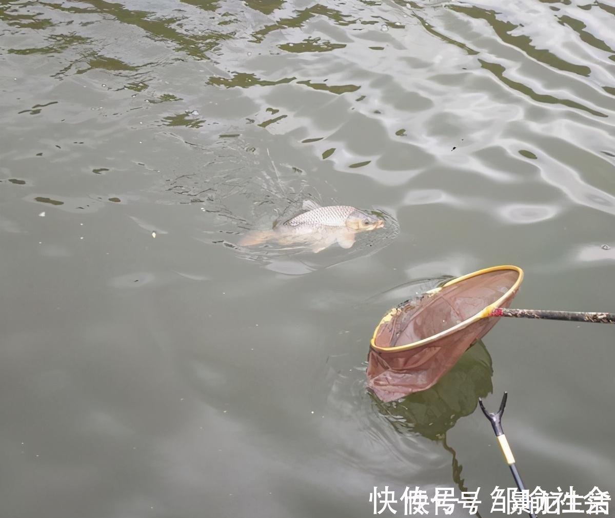 声响|钓鱼时不能大声说话,声音会把鱼吓跑,鱼真能听到人说话吗?