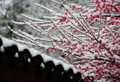  冷芳|读睡诗词｜冷芳无惧雪霜欺，更有暗香弥漫到人衣