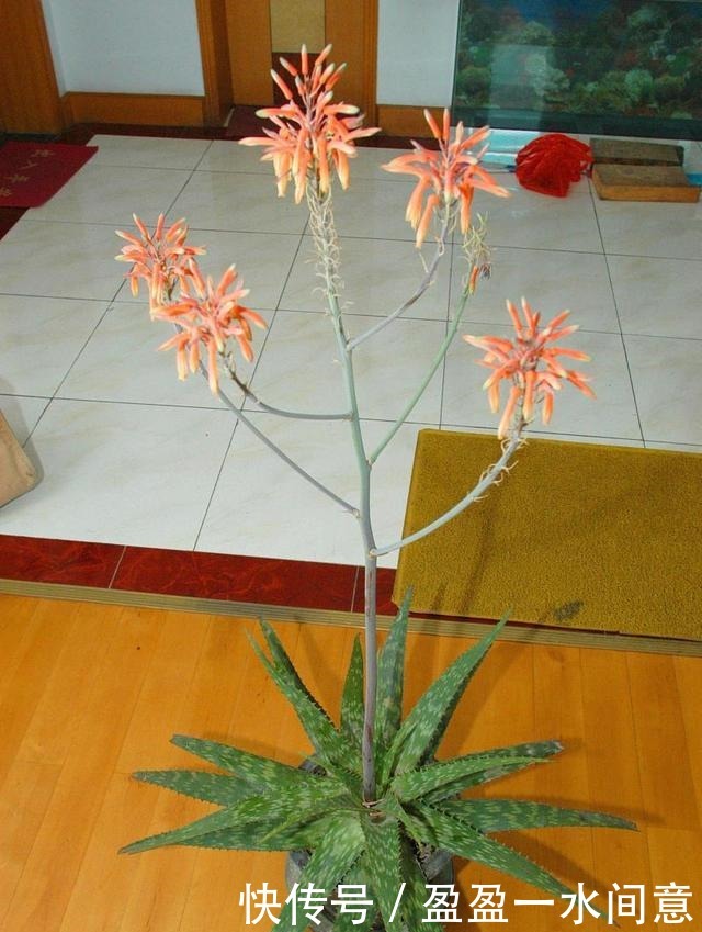 如果你家芦荟长这东西,别剪掉,请珍惜,比较少见!