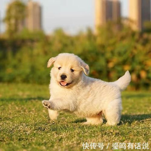 小恶魔|新手养狗,这0~12个月狗狗成长指南,赶快来看看吧