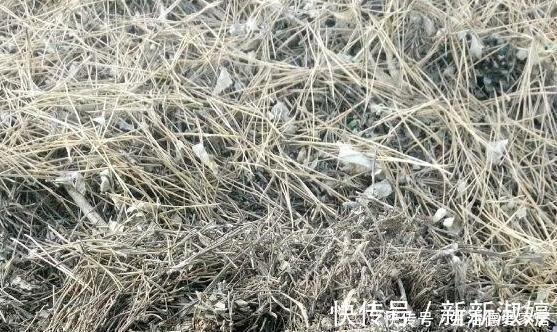 花盆里加点这个,不烂根不黄叶,轻松养满盆