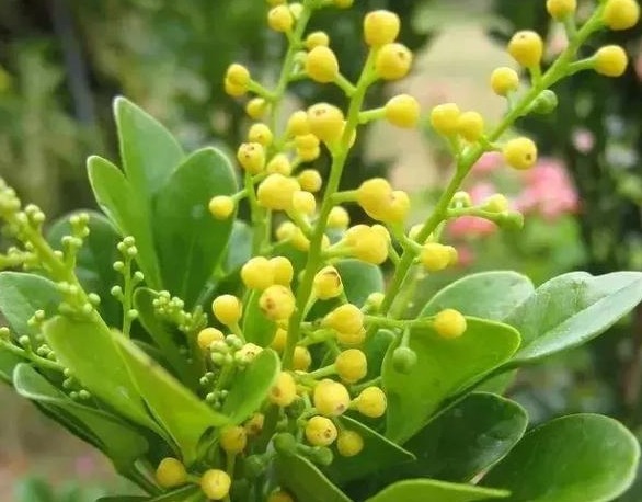 家养这些小花，芳香满屋，全年开花，干美枝青叶秀，花型秀美多样