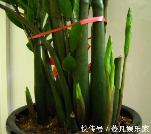 生长期|养金钱树、虎皮兰“抓重点”，每月喂点“出芽肥”，1次冒出5个芽