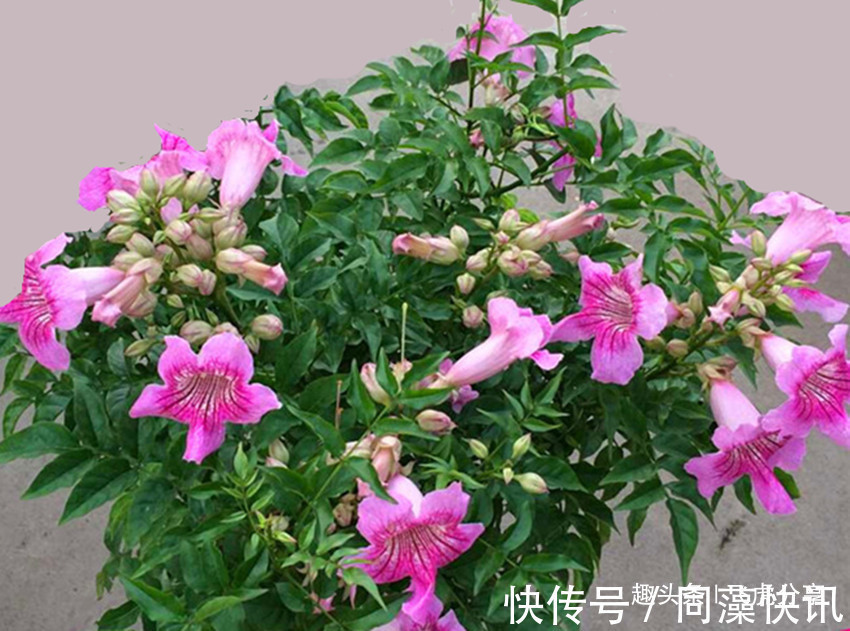 三种实力强劲的开花机器,花朵特别漂亮,常年开花不断,值得养