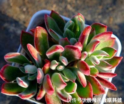 多肉养成“大白菜”教你几个小绝招,个个状态美,谁见都羡慕