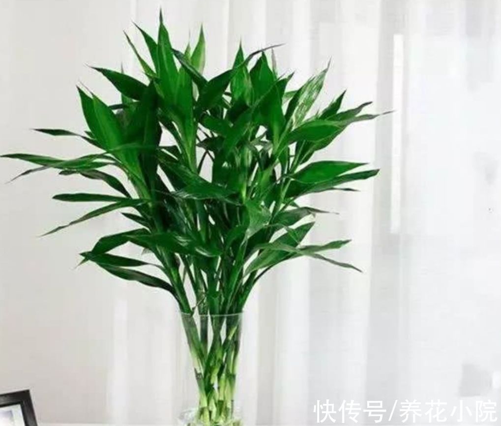 开花类|家里阳光少,可养8种喜阴的植物,好养又漂亮