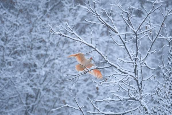 总有一场风雪，为你而来