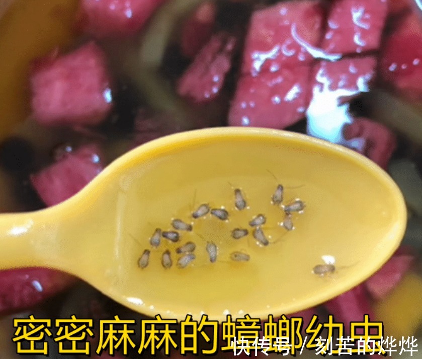 刨冰|云南一女子买刨冰,冰化后发现密集成群的蟑螂以为是芝麻
