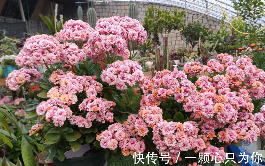 花苞|长寿花开成“大花球”，是怎样“炼成的”？5个小技巧，照做就行