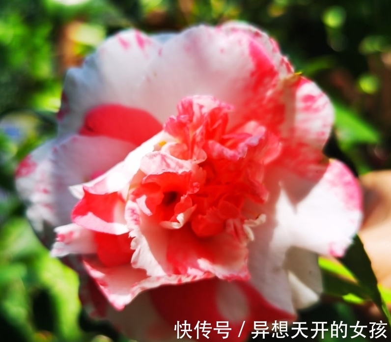 花卉|10种需要“干养”的花，不要''灌''着它们，不然全都烂根