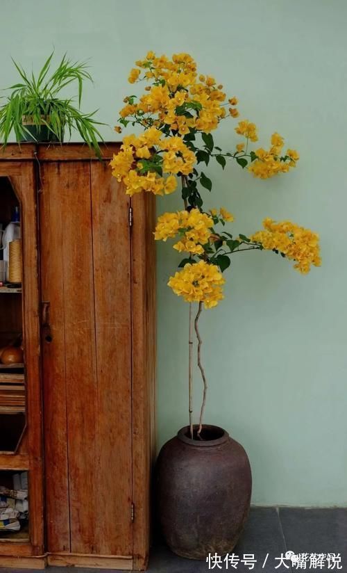 养分|养三角梅,用一种废渣,满树的花苞,开花一次接一次