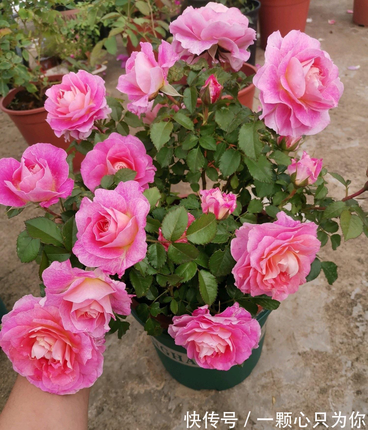 月季|一种长得像牡丹的月季花,颜值高,香气浓,四季花开,阳台也能养