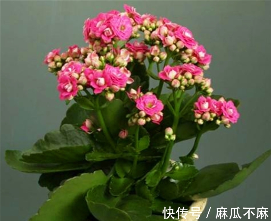 长寿花养护有“4大误区”,难怪只长叶子不开花,学会了花开爆盆