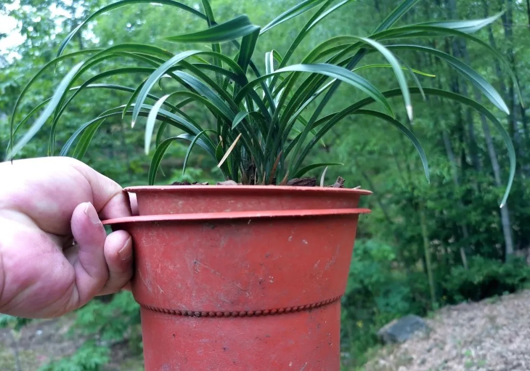 蕙兰|春兰、蕙兰这样种植,4年不翻盆,也从没发现烂根